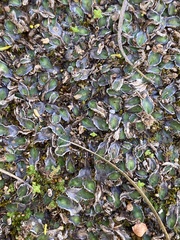 Riccia crinita