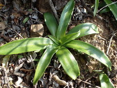 Chlorophytum crispum