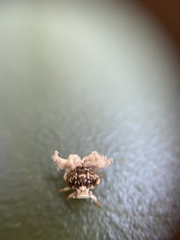 Ricania speculum