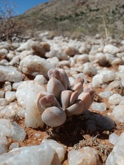 Dinteranthus puberulus