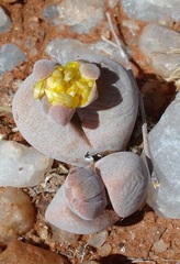 Dinteranthus puberulus