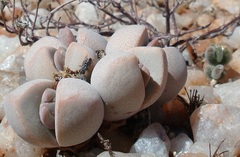 Dinteranthus puberulus