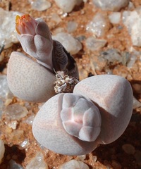 Dinteranthus puberulus