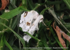 Sericoptera mahometaria