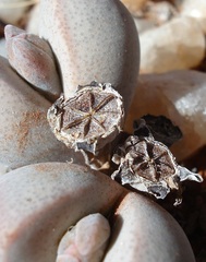 Dinteranthus puberulus