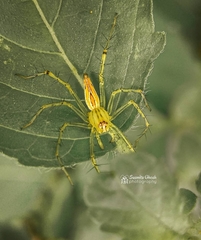 Oxyopes