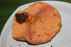 Lactarius salmonicolor