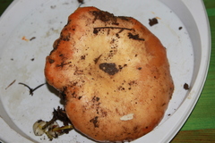 Lactarius salmonicolor