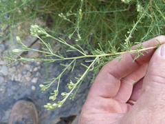 Eriocephalus scariosus