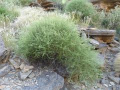 Eriocephalus scariosus