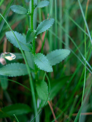 Veronica barrelieri barrelieri