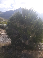 Melaleuca armillaris armillaris