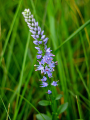 Veronica barrelieri barrelieri