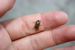 Euoniticellus fulvus