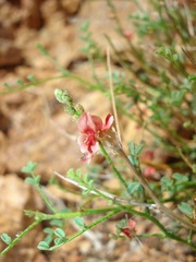 Indigofera heterotricha