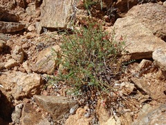 Indigofera heterotricha