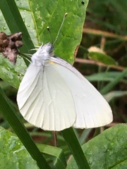 Pieris oleracea