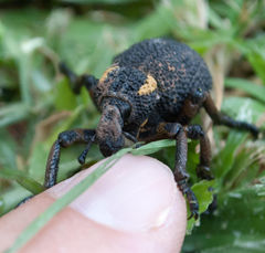 Brachycerus labrusca