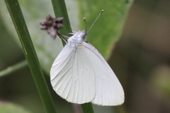 Pieris oleracea