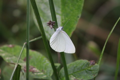 Pieris oleracea