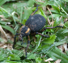 Brachycerus labrusca