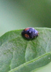 Cryptogonus orbiculus