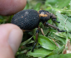 Brachycerus labrusca