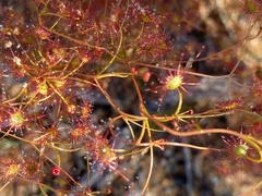 Drosera moorei