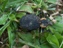 Brachycerus labrusca