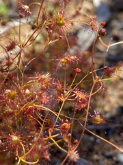 Drosera moorei