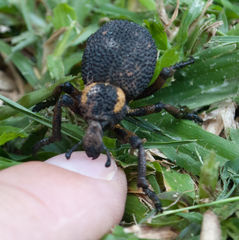 Brachycerus labrusca