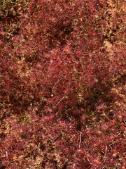 Drosera moorei
