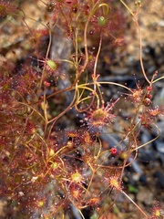 Drosera moorei