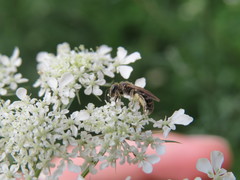Andrena proxima