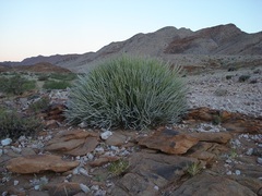 Euphorbia gregaria