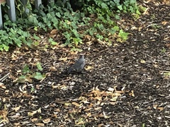 Dumetella carolinensis