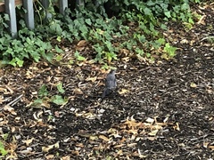 Dumetella carolinensis