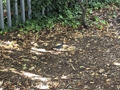 Dumetella carolinensis