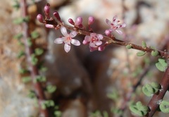 Portulacaria fruticulosa