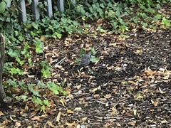 Dumetella carolinensis