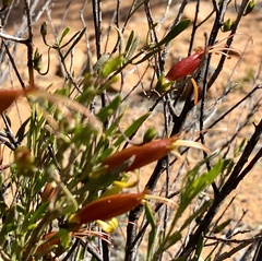 Eremophila decipiens