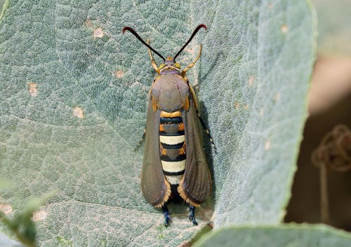 Squash vine borer