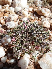 Portulacaria fruticulosa