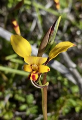 Diuris hazeliae