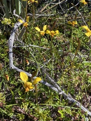 Diuris hazeliae