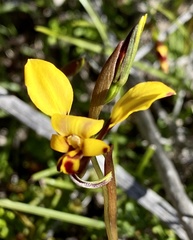 Diuris hazeliae