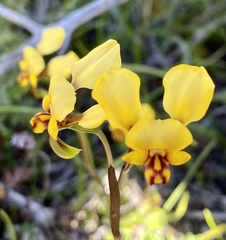 Diuris hazeliae