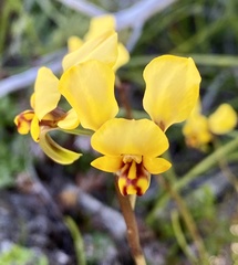 Diuris hazeliae