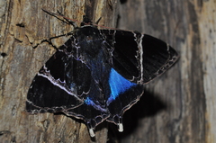 Lepidoptera