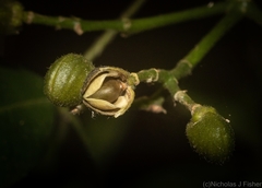 Bouchardatia neurococca